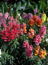 Snapdragons